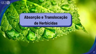 27
Absorção e Translocação
de Herbicidas
 