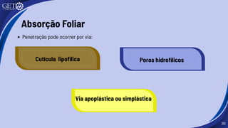 30
Absorção Foliar
Penetração pode ocorrer por via:
Cutícula lipofílica Poros hidrofílicos
Via apoplástica ou simplástica
 