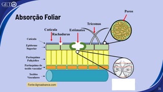 31
Absorção Foliar
Fonte:Agroadvance.com
 
