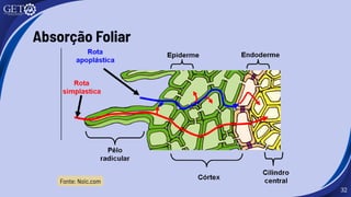 32
Absorção Foliar
Fonte: Noic.com
 