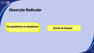 Via apoplástica ou simplástica
33
Absorção Radicular
Estrias de Caspary
 