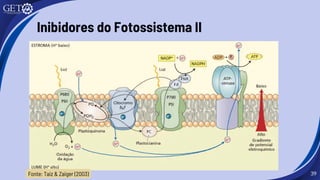 39
Inibidores do Fotossistema II
Fonte: Taiz & Zaiger (2003)
 
