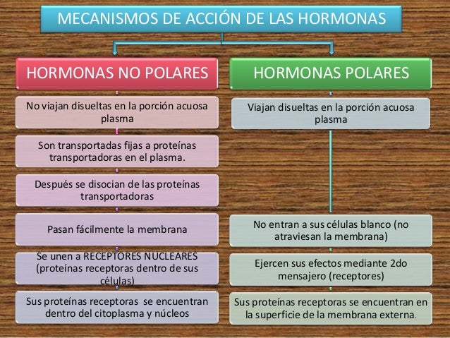 Mecanismos de acción de las hormonas