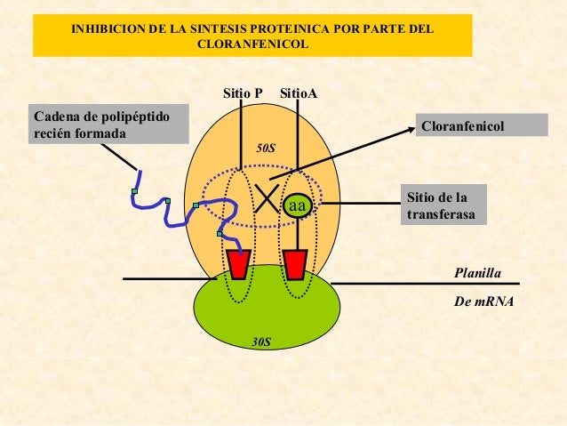 Mecanismos de acción de los quimioterapicos Mecanismos de acción de los quimioterapicos