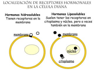 Localización de receptores hormonales
en la célula diana
Hormonas hidrosolubles
Tienen receptores en la
membrana
membrana
Hormonas Liposolubles
Suelen tener los receptores en
citoplasma y núcleo, pero a veces
también en la membrana
citoplasma
núcleo
membrana
 
