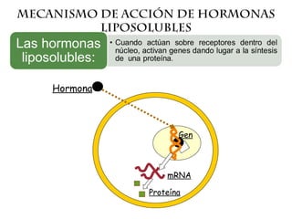 Mecanismo de acción de hormonas
liposolubles
Hormona
Gen
Proteína
mRNA
 