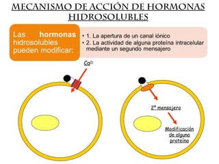 Mecanismo de acción de hormonas
hidrosolubles
2º mensajero
Modificación
de alguna
proteína
Ca2+
 