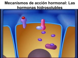 Copyright © 2010 Pearson Education, Inc.
Mecanismos de acción hormonal: Las
hormonas hidrosolubles
 