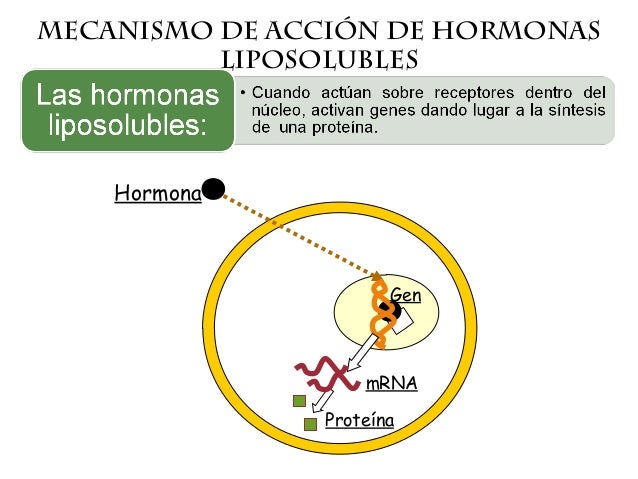 Mecanismos de accion hormonal