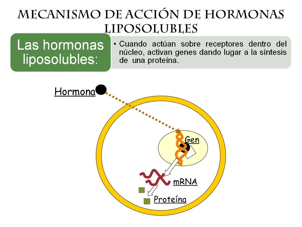Mecanismos de accion hormonal Mecanismos de accion hormonal