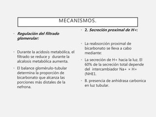 MECANISMOS.
• Regulación del filtrado
glomerular:
• Durante la acidosis metabólica, el
filtrado se reduce y durante la
alcalosis metabólica aumenta.
• El balance glomérulo-tubular
determina la proporción de
bicarbonato que alcanza las
porciones más distales de la
nefrona.
• 2. Secreción proximal de H+:
• La reabsorción proximal de
bicarbonato se lleva a cabo
mediante:
• La secreción de H+ hacia la luz. El
60% de la secreción total depende
del intercambiador Na+ × H+
(NHE1.
• B. presencia de anhidrasa carbonica
en luz tubular.
 