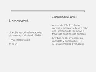 • 3. Amoniogénesis:
• : La célula proximal metaboliza
glutamina produciendo 2NH4
• + y α-cetoglutarato
• (α-KG2-).
• Secreción distal de H+:
• A nivel del túbulo colector
cortical y medular se lleva a cabo
una secreción de H+ activa a
través de dos tipos de bombas:
• bombas de H+ insensibles a
vanadato y bombas K+, H+ -
ATPasas sensibles a vanadato,
 
