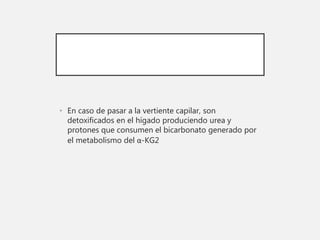 • En caso de pasar a la vertiente capilar, son
detoxificados en el hígado produciendo urea y
protones que consumen el bicarbonato generado por
el metabolismo del α-KG2
 