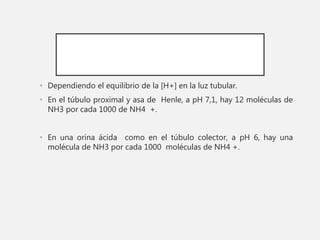 • Dependiendo el equilibrio de la [H+] en la luz tubular.
• En el túbulo proximal y asa de Henle, a pH 7,1, hay 12 moléculas de
NH3 por cada 1000 de NH4 +.
• En una orina ácida como en el túbulo colector, a pH 6, hay una
molécula de NH3 por cada 1000 moléculas de NH4 +.
 