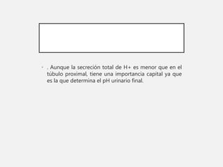 • . Aunque la secreción total de H+ es menor que en el
túbulo proximal, tiene una importancia capital ya que
es la que determina el pH urinario final.
 
