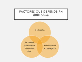 FACTORES QUE DEPENDE PH
URINARIO.
El pH capilar.
• La cantidad de
H+ segregados.
• El tampón
presente en la
orina a nivel
distal.
 
