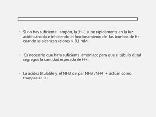 • Si no hay suficiente tampón, la [H+] sube rápidamente en la luz
acidificándola e inhibiendo el funcionamiento de las bombas de H+
cuando se alcanzan valores > 0,1 mM.
• Es necesario que haya suficiente amoniaco para que el túbulo distal
segregue la cantidad esperada de H+.
• La acidez titulable y el NH3 del par NH3 /NH4 + actúan como
trampas de H+
 