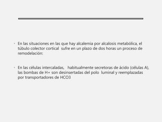 • En las situaciones en las que hay alcalemia por alcalosis metabólica, el
túbulo colector cortical sufre en un plazo de dos horas un proceso de
remodelación:
• En las células intercaladas, habitualmente secretoras de ácido (células A),
las bombas de H+ son desinsertadas del polo luminal y reemplazadas
por transportadores de HCO3
 