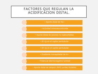 FACTORES QUE REGULAN LA
ACIDIFICACION DISTAL.
• Aporte distal de Na+
• Actividad mineralocorticoide
• Aporte distal de aniones no reabsorbibles
• [K+]p en el capilar peritubular
• [H+]p en el capilar peritubular
• Gradiente transepitelial de H+
• Potencial electronegativo luminal
• Aporte distal de tampón (NH3, acidez titulable)
 