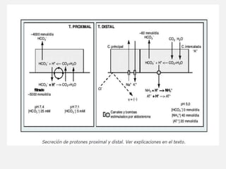 Mecanismos de acidificacion renal