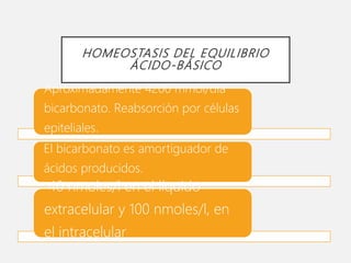 HOMEOSTASIS DEL EQUILIBRIO
ÁCIDO-BÁSICO
Aproximadamente 4200 mmol/día
bicarbonato. Reabsorción por células
epiteliales.
El bicarbonato es amortiguador de
ácidos producidos.
40 nmoles/l en el líquido
extracelular y 100 nmoles/l, en
el intracelular
 