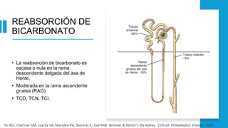 Rama Rag MECANISMOS DE ACIDIFICACION RENAL final.pptx