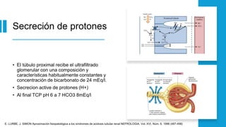Protones Riñon MECANISMOS DE ACIDIFICACION RENAL final.pptx