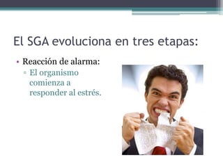 El SGA evoluciona en tres etapas:
• Reacción de alarma:
▫ El organismo
comienza a
responder al estrés.
 