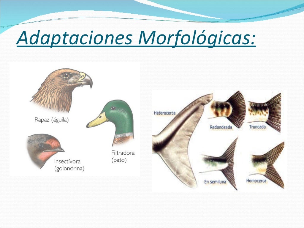 Mecanismos De Adaptacion