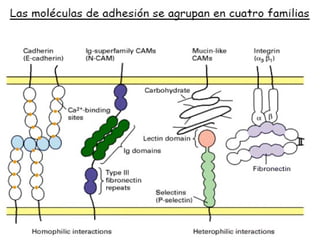 Mecanismos de adhesión celular PPT