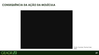 29
CONSEQUÊNCIA DA AÇÃO DA MOLÉCULA
Fonte: Youtube, Thomaz Tuler,
2020.
 