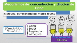 Mecanismos de concentración y dilución de
Orina
↓ Orina
↓ Sudor
↓ Respiración
↑ Alimentos
↑Osmolaridad
Plasmática
Concentración
Dilución
Mantener osmolaridad del medio interno
 