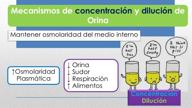 Mecanismos de concentración y dilución de la orina