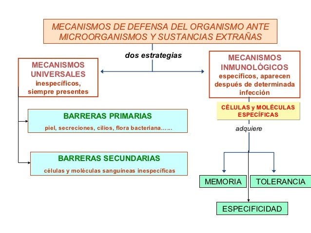 Mecanismos De Defensa Del Cuerpo Humano Ejemplos