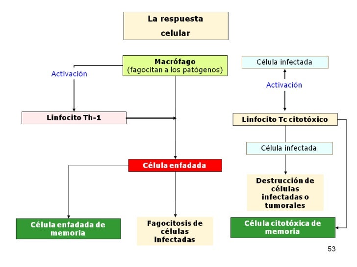 Mecanismos de defensa inespecíficos y específicos