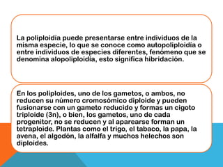 La poliploidía puede presentarse entre individuos de la
misma especie, lo que se conoce como autopoliploidía o
entre individuos de especies diferentes, fenómeno que se
denomina alopoliploidía, esto significa hibridación.




En los poliploides, uno de los gametos, o ambos, no
reducen su número cromosómico diploide y pueden
fusionarse con un gameto reducido y formas un cigoto
triploide (3n), o bien, los gametos, uno de cada
progenitor, no se reducen y al aparearse forman un
tetraploide. Plantas como el trigo, el tabaco, la papa, la
avena, el algodón, la alfalfa y muchos helechos son
diploides.
 