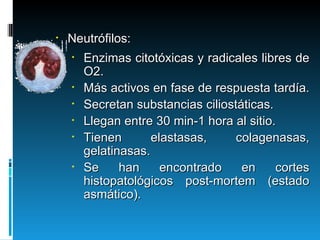 Neutrófilos: Enzimas citotóxicas y radicales libres de O2.  Más activos en fase de respuesta tardía.  Secretan substancias ciliostáticas. Llegan entre 30 min-1 hora al sitio.  Tienen elastasas, colagenasas, gelatinasas. Se han encontrado en cortes histopatológicos post-mortem (estado asmático).  