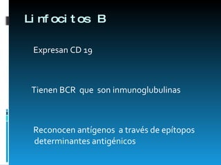 Linfocitos B Expresan CD 19 Tienen BCR  que  son inmunoglubulinas  Reconocen antígenos  a través de epítopos determinantes antigénicos 