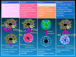 Quimiocinas Citocinas Citotoxinas IFN  Th1 Th2 IL-4 IL-5 Eotaxina Citocinas Mediadores Inflamatorios IL-8 GM-CSF Citocinas Mediadores Inflamatorios Célula T citotóxica Tipo IV a IFN  TNF  , (Th1) Antígeno soluble presentado por célula ó estimulan directamente Linfocitos T Activación macrófago. Reacción a tuberculina Dermatitis contacto  (con IV c) Tipo IV b IL-5, IL-4/IL-13 (Th2) Antígeno soluble presentado por célula ó estimulan directamente Linfocitos T Eosinofilos Asma cronica, exantema maculopapular con eosinofilia Tipo IV d IL-8, GM-CSF, célula T Antígeno soluble presentado por célula ó estimulan directamente Linfocitos T Neutrofilos Enfermedad Beh çet, AGEP Tipo IV c Perforinas/Granzimas B Antígeno soluble presentado por célula ó estimulan directamente Linfocitos T Células T Dermatitis contacto, exantema, maculopapular y buloso, hepatitis. 
