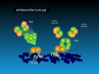 C  3 INTERACCIÓN Fc  RI-IgE IgE Fc  RI D1 D2 IgE SITIO  ACTIVO SITIO  ACTIVO D2 D1 