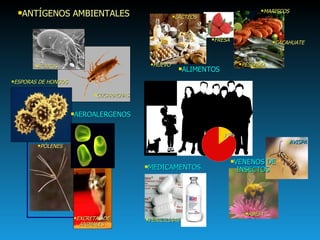 ANTÍGENOS AMBIENTALES AEROALERGENOS PÓLENES ESPORAS DE HONGOS ÁCAROS CUCARACHAS EXCRETAS DE ANIMALES 15% ABEJA AVISPA VENENOS DE INSECTOS ALIMENTOS CACAHUATE PESCADO MARISCOS HUEVO LÁCTEOS FRESA MEDICAMENTOS PENICILINAS 