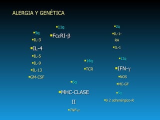 14q TCR 2q IL-1-RA IL-1 5q IL-3 IL-4 IL-5 IL-9 IL-13 GM-CSF 12q IFN-  NOS MC-GF 5q    2 adrenérgico-R ALERGIA Y GENÉTICA 6q MHC-CLASE II TNF-  11q Fc  RI-  