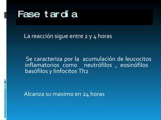 Fase tardía La reacción sigue entre 2 y 4 horas  Se caracteriza por la  acumulación de leucocitos inflamatorios como  neutrófilos , eosinófilos  basófilos y linfocitos Th2 Alcanza su maximo en 24 horas  