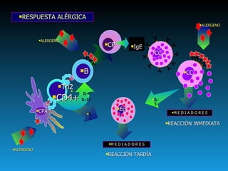 RESPUESTA ALÉRGICA REACCIÓN INMEDIATA M E D I A D O R E S IL-5   IL-4   IL-13 II Th2 CD4+ II CPA CP IgE B CC CC ALERGENO ALERGENO ALERGENO Eo REACCIÓN TARDÍA M E D I A D O R E S IL-5 