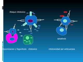 Opzonizacion y fagocitosis  citotoxico  citotoxicidad por anticuerpos Ataque citotoxico apoptosis 