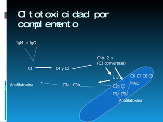 Citotoxicidad por complemento IgM  o IgG  C1  C4 y C2 C4b- 2 a  (C3 convertasa) C 3  C3a  C3b Anafilatoxina  C3b C5 C5a C5b Anafilatoxina C6 C7 C8 C9 MAC 