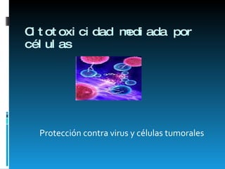 Citotoxicidad mediada por células Protección contra virus y células tumorales 