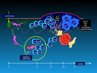 IL-2 TNF-  IFN-  0 12 24 48 72 ANTÍGENO HORAS NÓDULO LINFÁTICO CL CD TH1 PG/LT RLO NO CITOCINAS QUIMIOCINAS TH1 TH1 TH1 TH1 TH1 TH1 TH1 TH1 TH1 M T CD4 T CD4 TH1 TH1 TH1 TH1 TH1 TH1 M M 