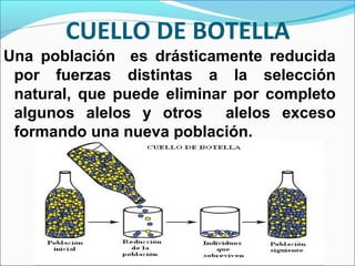 CUELLO DE BOTELLA
Una población es drásticamente reducida
por fuerzas distintas a la selección
natural, que puede eliminar por completo
algunos alelos y otros alelos exceso
formando una nueva población.
 