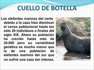 CUELLO DE BOTELLA
Los elefantes marinos del norte
debido a la caza hizo disminuir
el censo poblacional hasta tan
sólo 20 individuos a finales del
siglo XIX. Ahora su población
ha crecido hasta más de
30.000 pero su variabilidad
genética es mucho menor que
la de una población de
elefantes marinos del sur que
no sufrió una caza tan intensa.
 